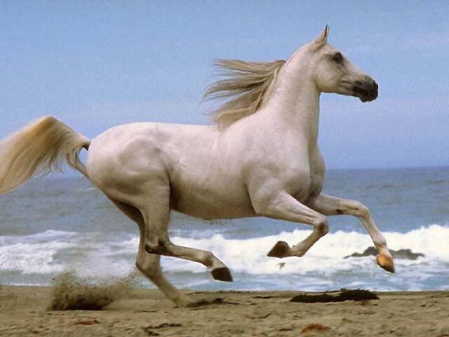 runningfree.jpg