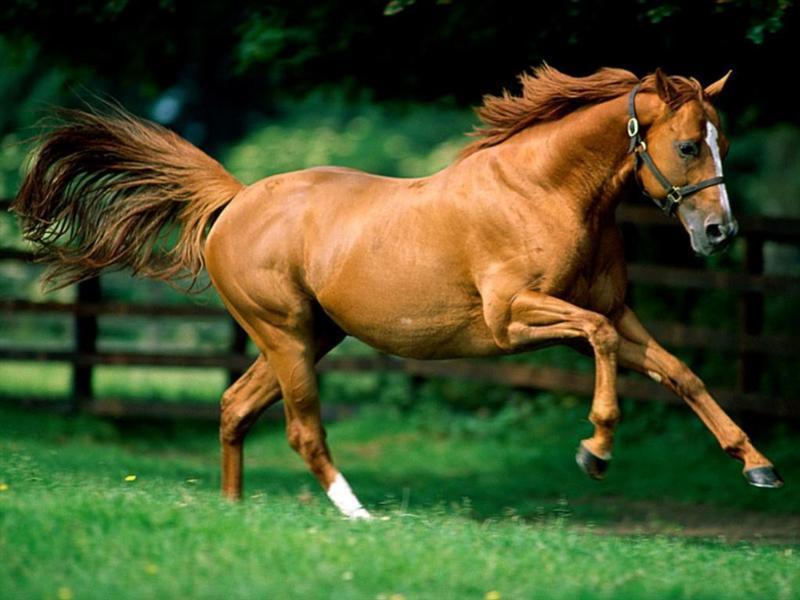 runningthoroughbred.jpg