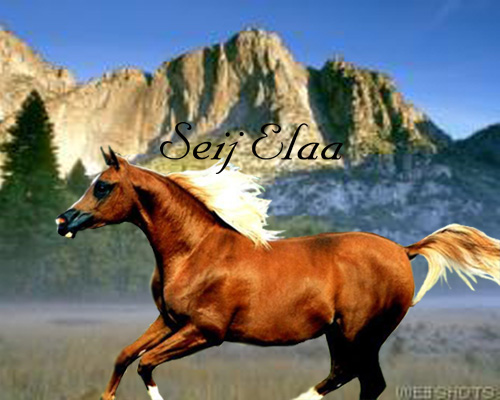 seij.jpg